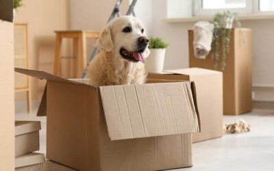 Költöztetés külföldre – így tervezze meg stresszmentesen!