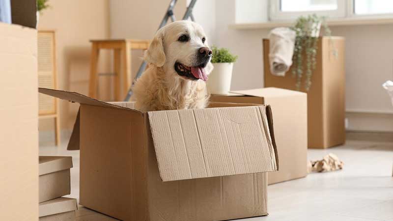 költöztetés küldölfre